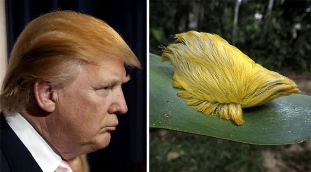 На кого схожий Дональд Трамп