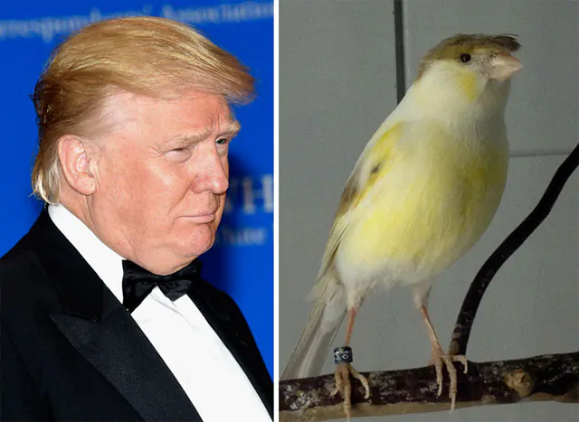 На кого схожий Дональд Трамп
